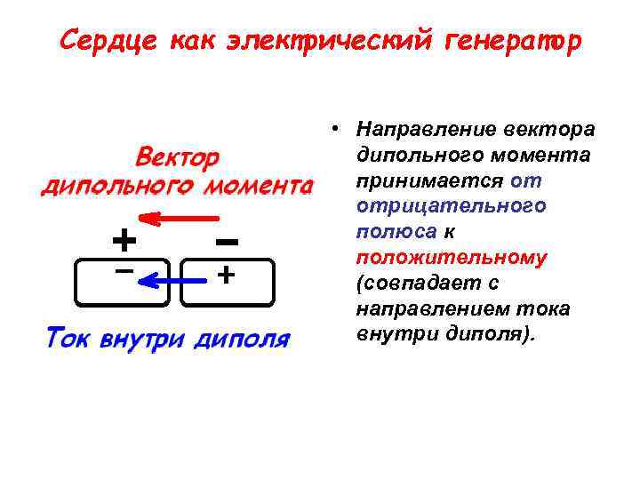 Сердце как электрический генератор • Направление вектора дипольного момента принимается от отрицательного полюса к