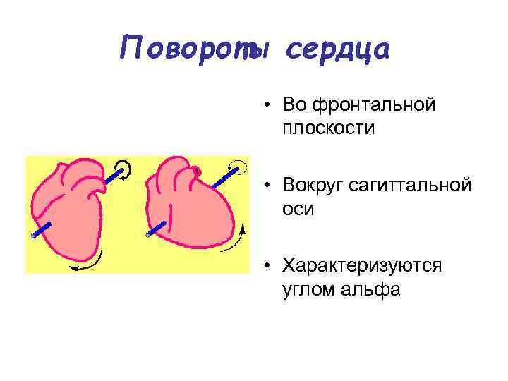 Повороты сердца • Во фронтальной плоскости • Вокруг сагиттальной оси • Характеризуются углом альфа