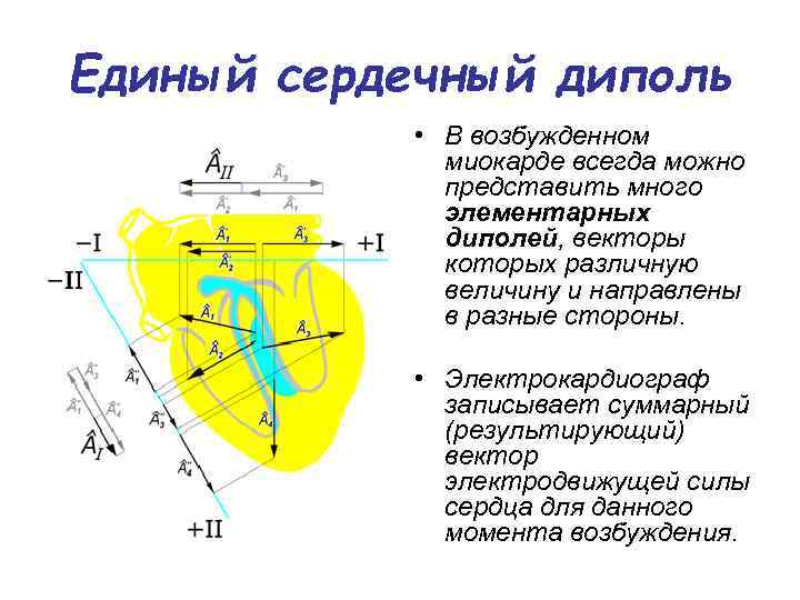 Единый сердечный диполь • В возбужденном миокарде всегда можно представить много элементарных диполей, векторы
