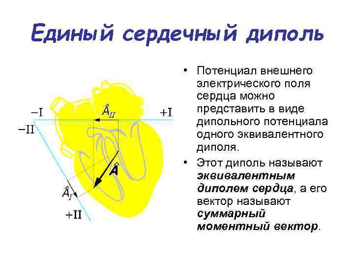 Поле сердца. Токовый диполь сердца. Электрический диполь сердца. Потенциал внешнего электрического поля сердца. Сердце как электрический диполь.