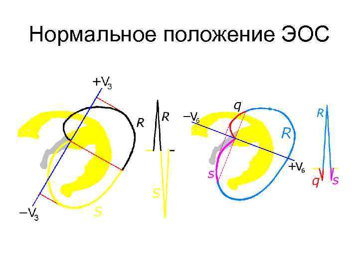 Положения члена