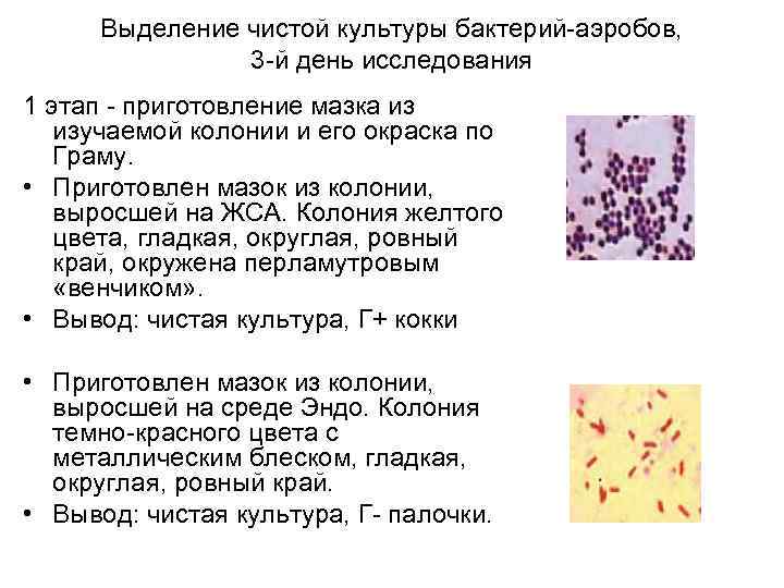 Чистая культура микроорганизмов это