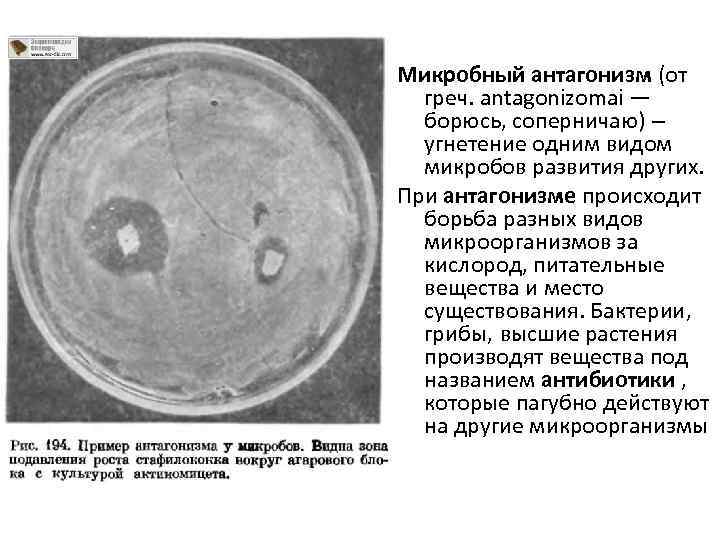 Микробный антагонизм (от греч. antagonizomai — борюсь, соперничаю) – угнетение одним видом микробов развития