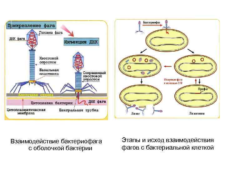 Взаимодействие бактериофага с оболочкой бактерии Этапы и исход взаимодействия фагов с бактериальной клеткой 