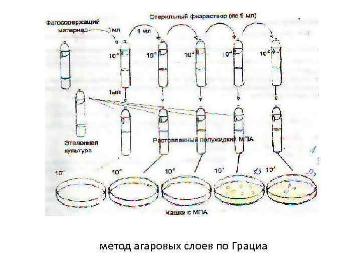 метод агаровых слоев по Грациа 