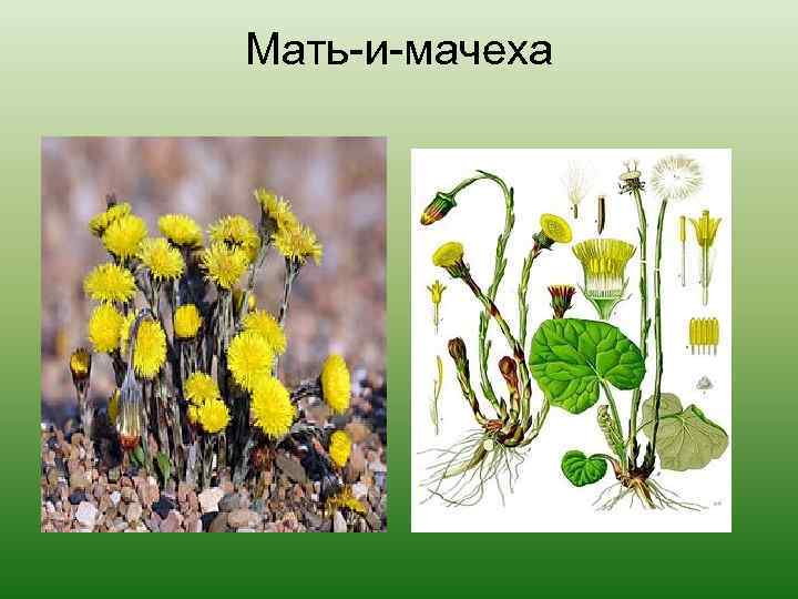 Диаграмма мать и мачехи