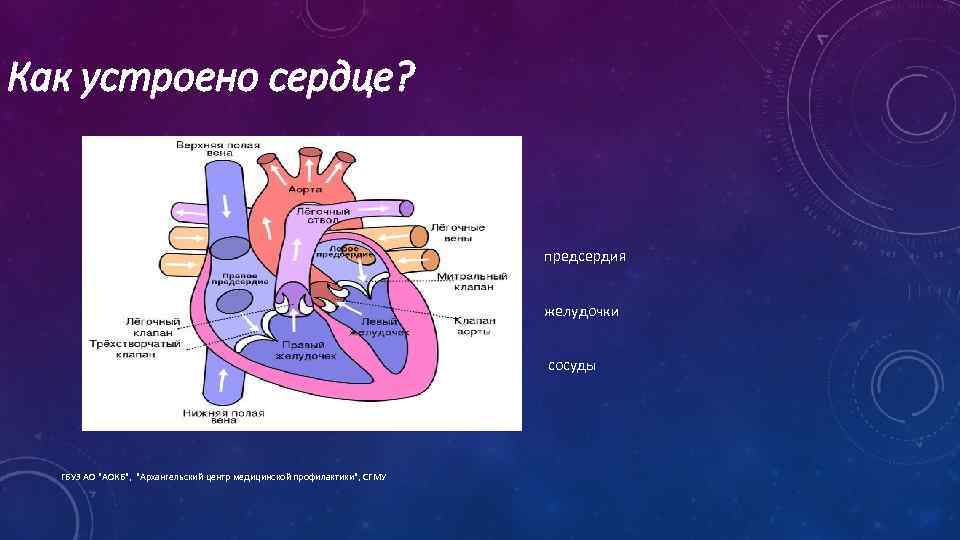 Как устроено сердце? предсердия желудочки сосуды ГБУЗ АО "АОКБ", "Архангельский центр медицинской профилактики", СГМУ