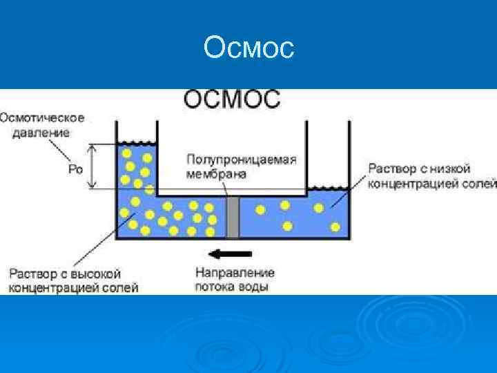 Осмос 