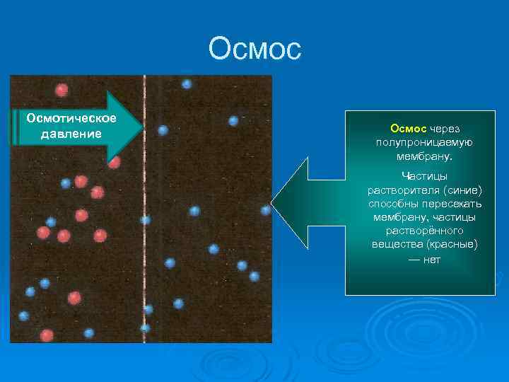 Презентация на тему осмос