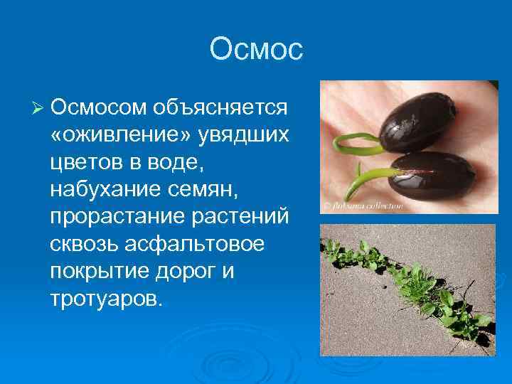 Осмос Ø Осмосом объясняется «оживление» увядших цветов в воде, набухание семян, прорастание растений сквозь