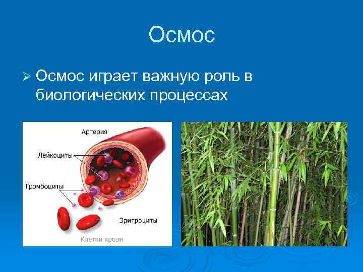 Осмос Ø Осмос играет важную роль в биологических процессах 