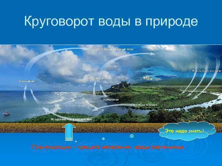 Круговорот воды в природе Это надо знать! Транспирация – процесс испарения воды растениями. 
