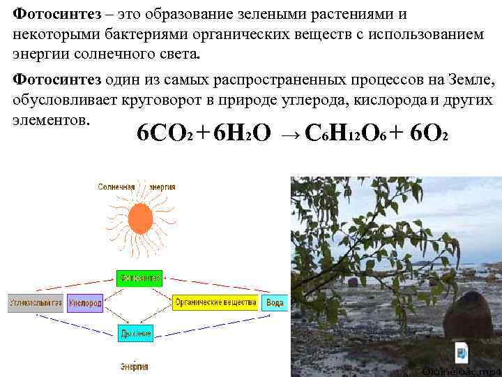 Источник энергии солнечный свет фотосинтез