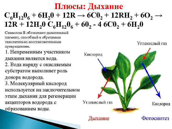 Плюсы: Дыхание С 6 Н 1206 + 6 Н 20 + 12 R →