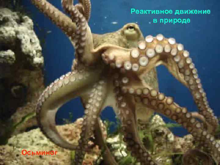 Реактивное движение в природе Осьминог 