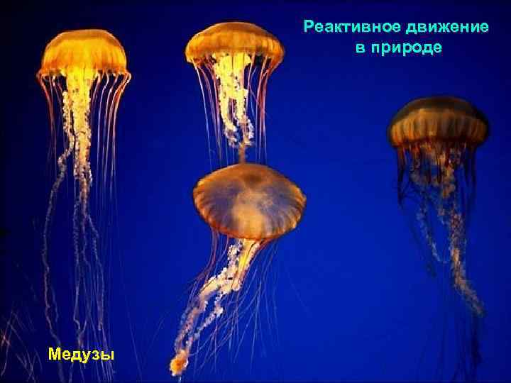 Реактивное движение в природе Медузы 