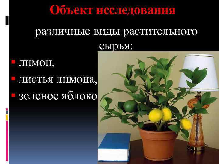 Объект исследования различные виды растительного сырья: лимон, листья лимона, зеленое яблоко 