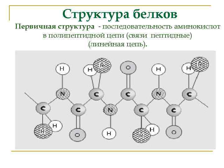 Белковая матрица. Первичная структура белка. Первичная структура белка связи. Первичная структура линейная связь пептидная. Линейная полипептидная цепь связи.
