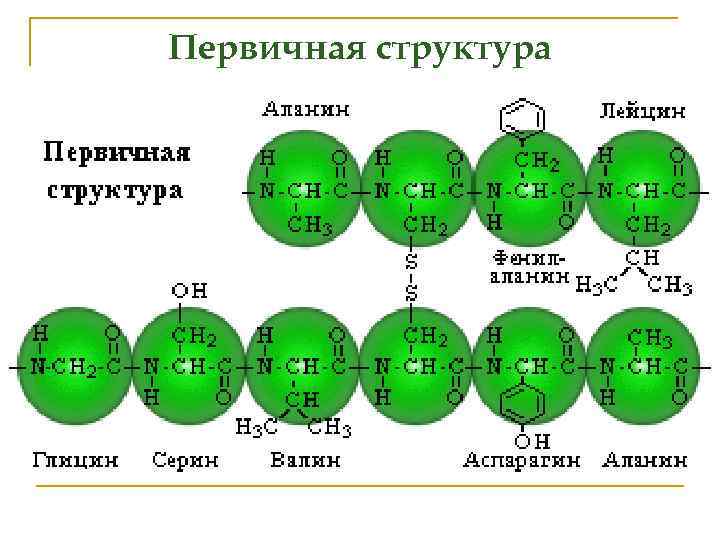 Первичная структура 