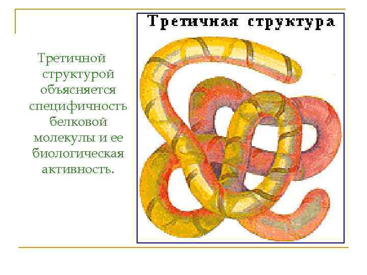 Третичной структурой объясняется специфичность белковой молекулы и ее биологическая активность. 