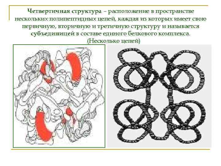 Молекулы имеют первичную вторичную третичную четвертичную структуры