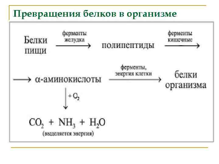 Превращения белков в организме n 