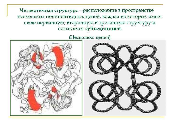 Четвертичная структура белка образуется в результате взаимодействия. Четвертичная структура белка цепь. Несколько полипептидных цепей. Четвертичная структура рисунок легкий. Содержит несколько полипептидных цепей.