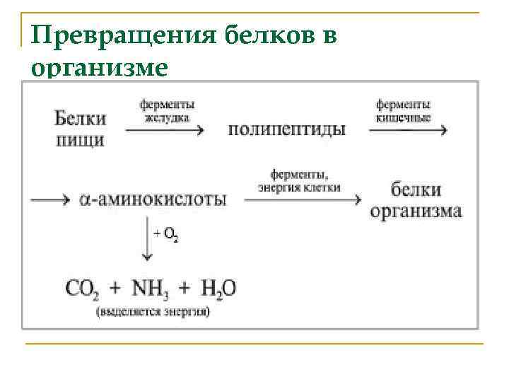 Какая белков в организме