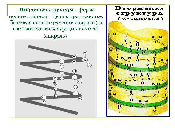 Определи рисунок на котором представлена вторичная структура белка