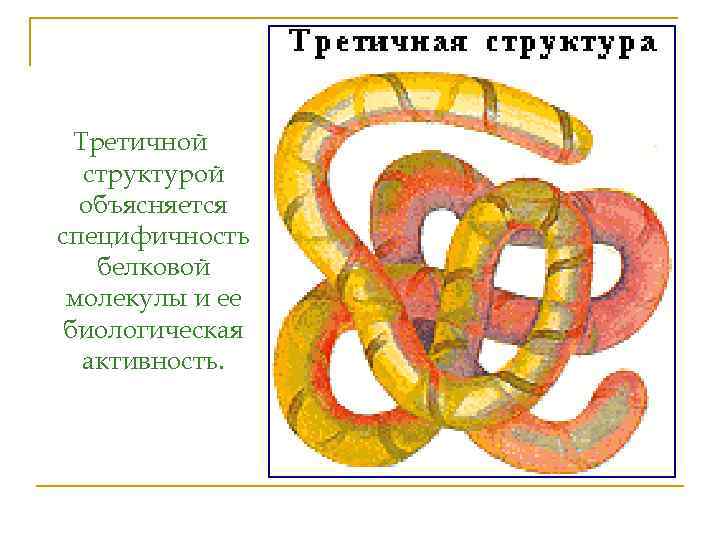 Третичная структура связи. Биологическая активность третичной структуры белка. Третичная структура белка примеры. Биологическую активность белковой молекулы обусловливает структура. Специфичность белковой молекулы.