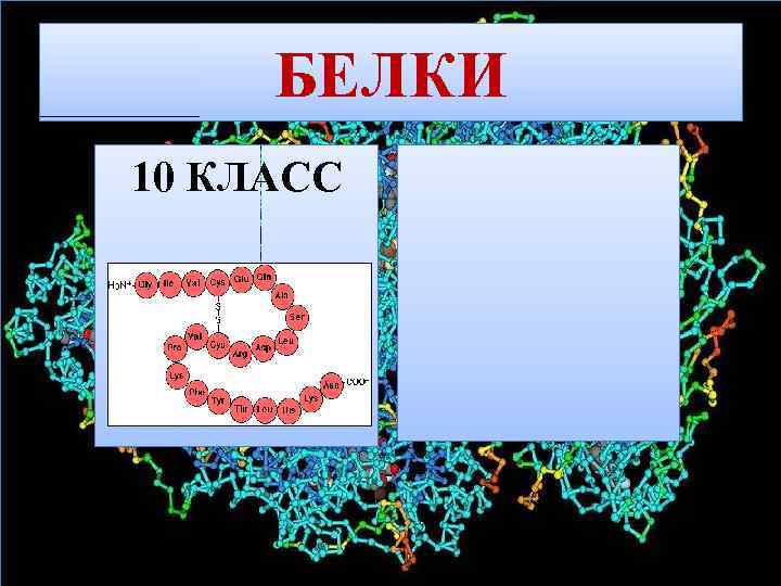 БЕЛКИ 10 КЛАСС 