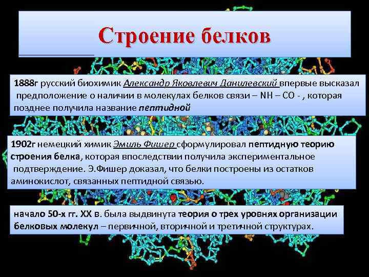 Строение белков 1888 г русский биохимик Александр Яковлевич Данилевский впервые высказал предположение о наличии