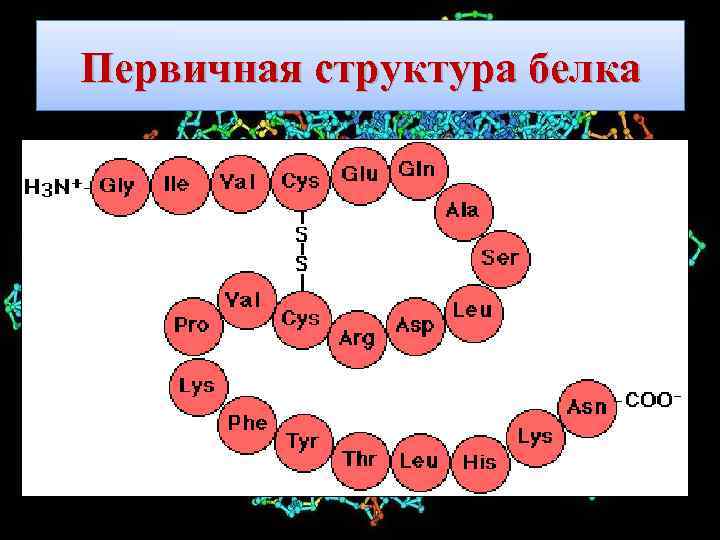 Первичная структура белка 