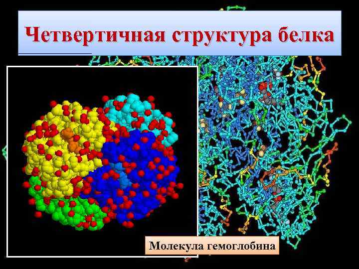 Четвертичная структура белка Молекула гемоглобина 