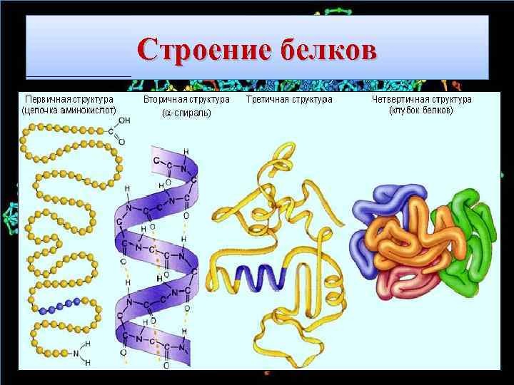 Строение белков 