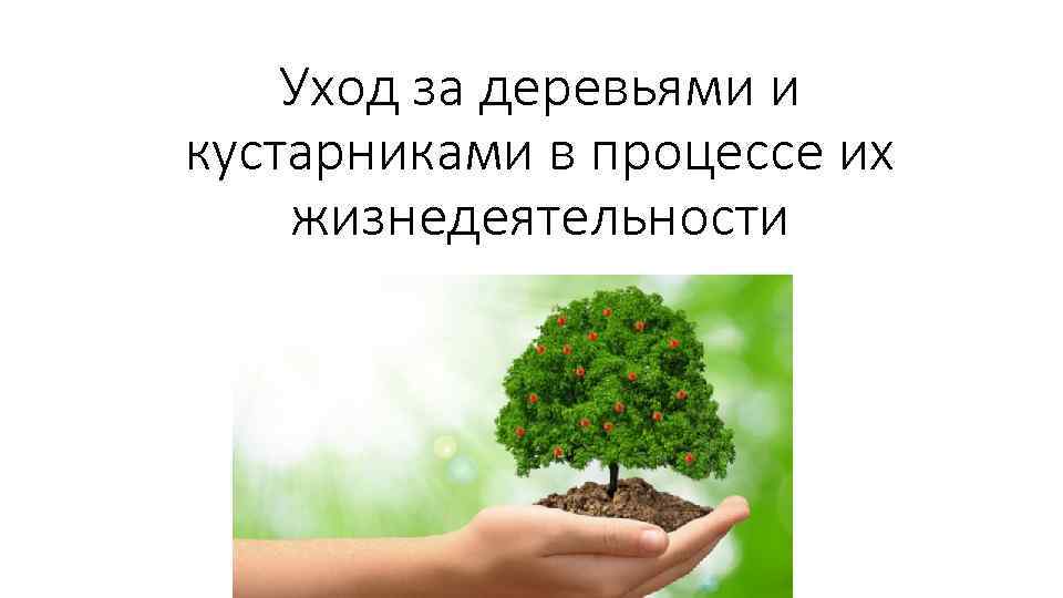 Уход за деревьями и кустарниками в процессе их жизнедеятельности 