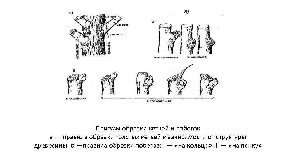 Приемы обрезки ветвей и побегов а — правила обрезки толстых ветвей в зависимости от