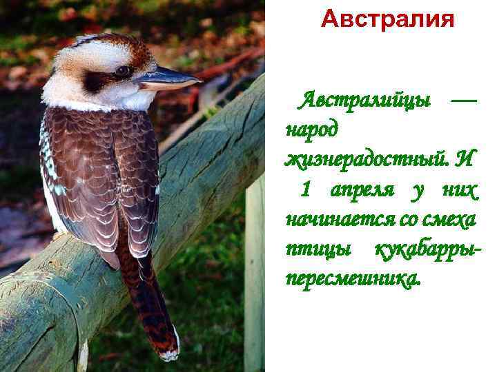 Австралия Австралийцы — народ жизнерадостный. И 1 апреля у них начинается со смеха птицы