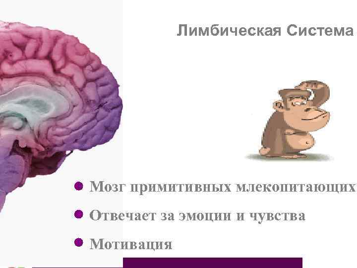 Лимбическая Система Мозг примитивных млекопитающих Отвечает за эмоции и чувства Мотивация 