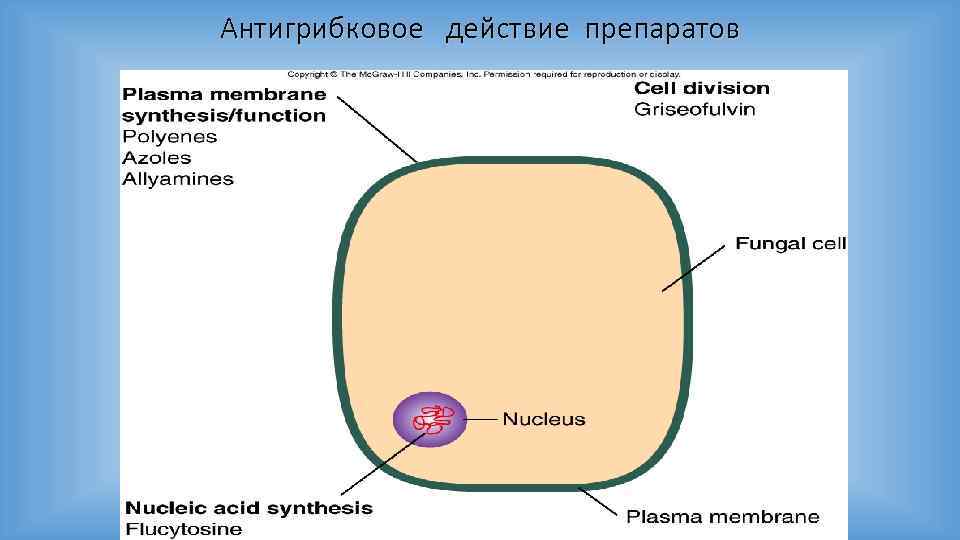 Антигрибковое действие препаратов 