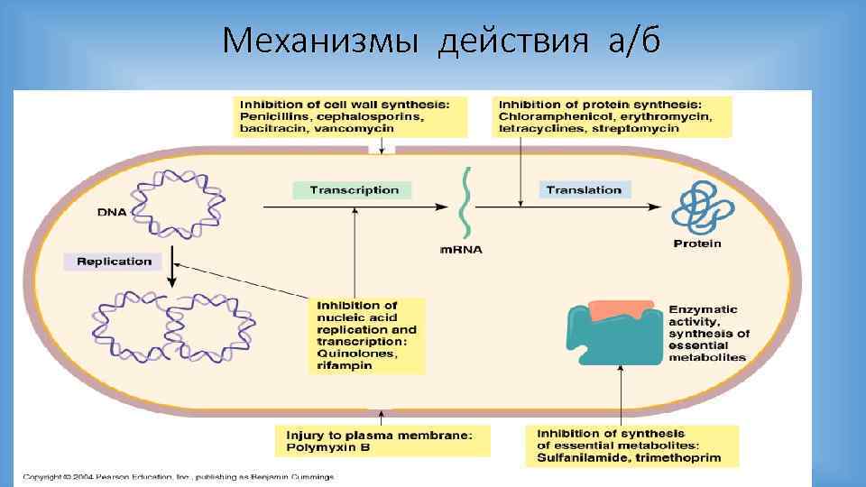Механизмы действия а/б 