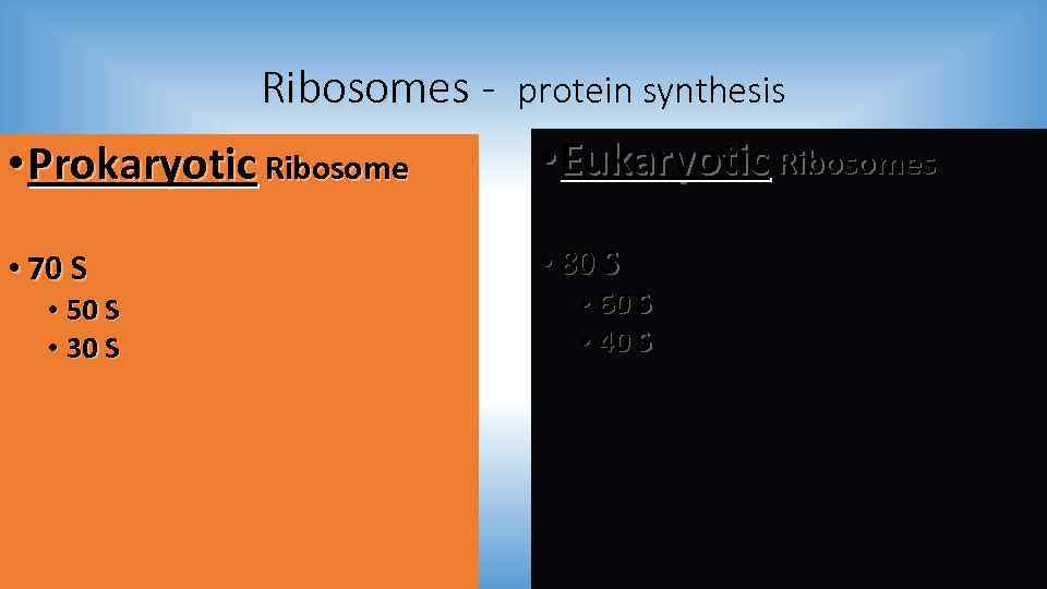 Ribosomes - protein synthesis • Eukaryotic Ribosomes • Prokaryotic Ribosome • 70 S •