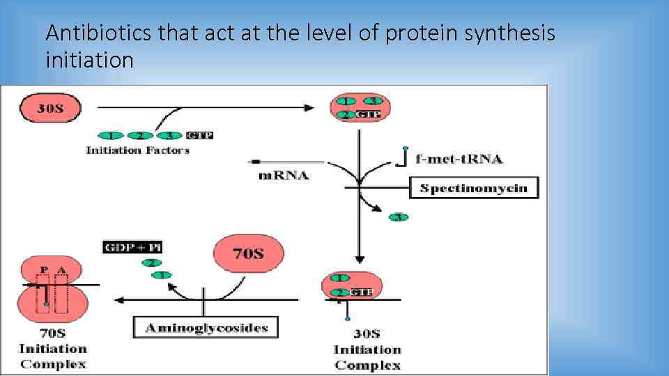Antibiotics that act at the level of protein synthesis initiation 
