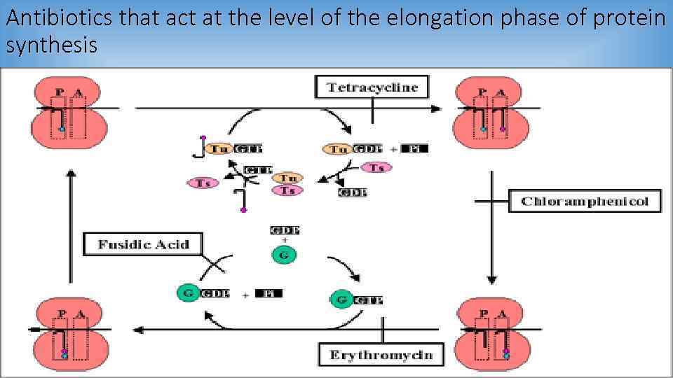 Antibiotics that act at the level of the elongation phase of protein synthesis 