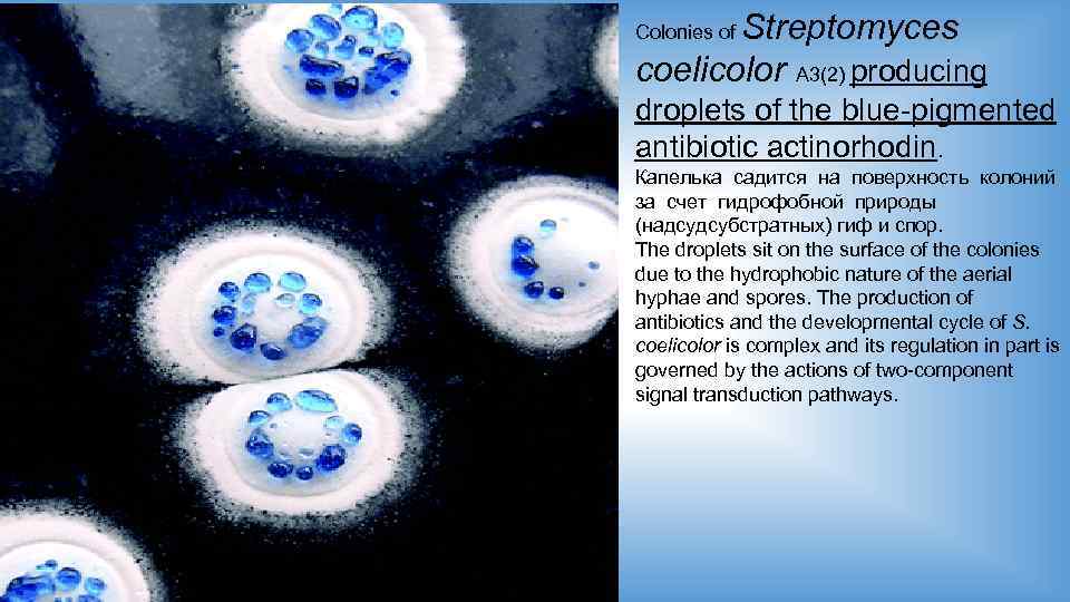 Streptomyces coelicolor A 3(2) producing Colonies of droplets of the blue-pigmented antibiotic actinorhodin. Капелька