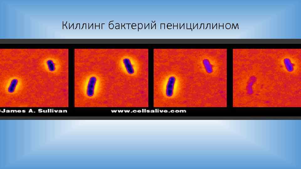 Киллинг бактерий пенициллином 