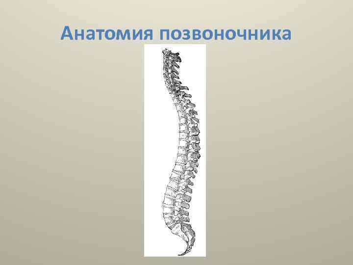 Анатомия позвоночника 