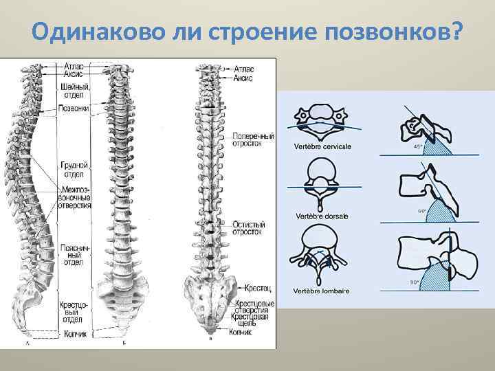 Одинаково ли строение позвонков? 