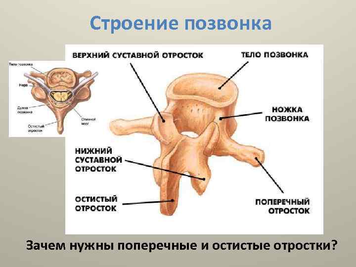 Строение позвонка Зачем нужны поперечные и остистые отростки? 