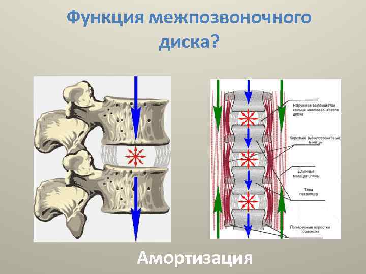 Межпозвоночный диск. Функции межпозвонкового диска. Функции межпозвоночных дисков. Межпозвонковый диск функции. Межпозвоночные хрящевые диски.